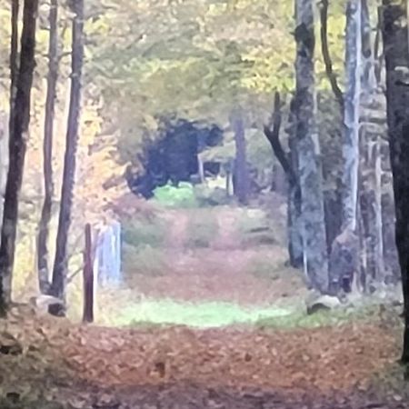 In Nature Białowieża Esterno foto