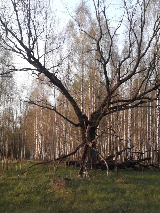 In Nature Białowieża Esterno foto