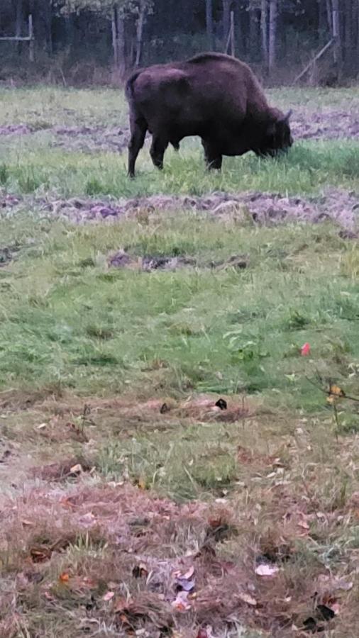 In Nature Białowieża Esterno foto
