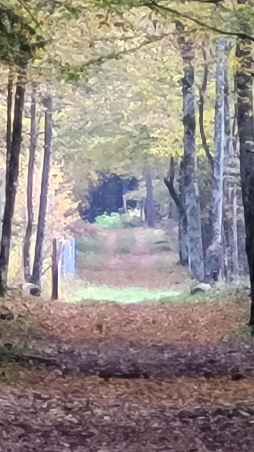 In Nature Białowieża Esterno foto