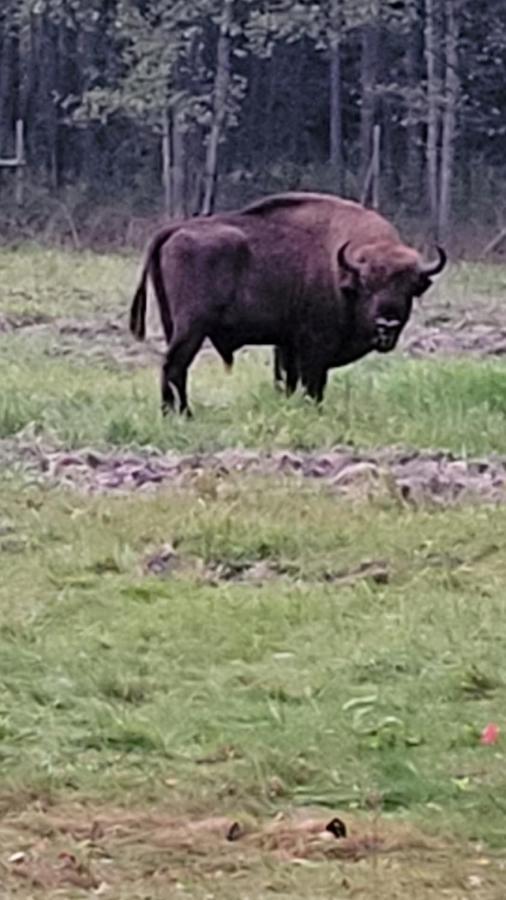 In Nature Białowieża Esterno foto