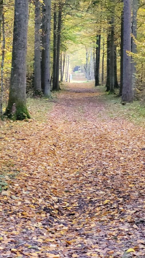 In Nature Białowieża Esterno foto